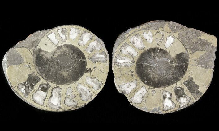 Pyritized Ammonite Fossil Pair #48097